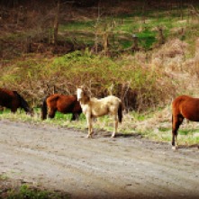 Road Horses - 2014